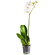 White Phalaenopsis orchid in a pot. Alanya