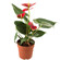 Anthurium plant in a pot. Alanya